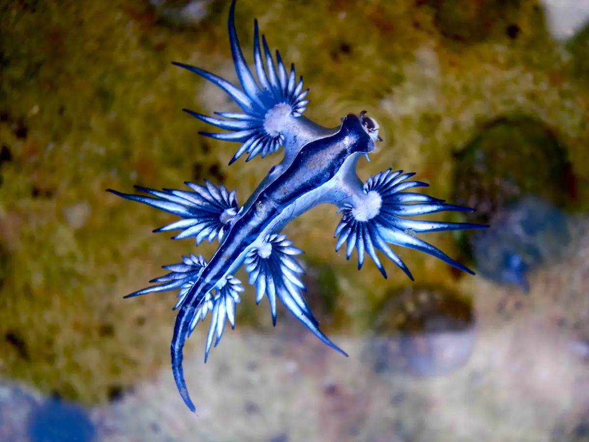 A close-up underwater photo shows a blue dragon sea slug, a type of aeolid nudibranch, with striking blue and white feathery…