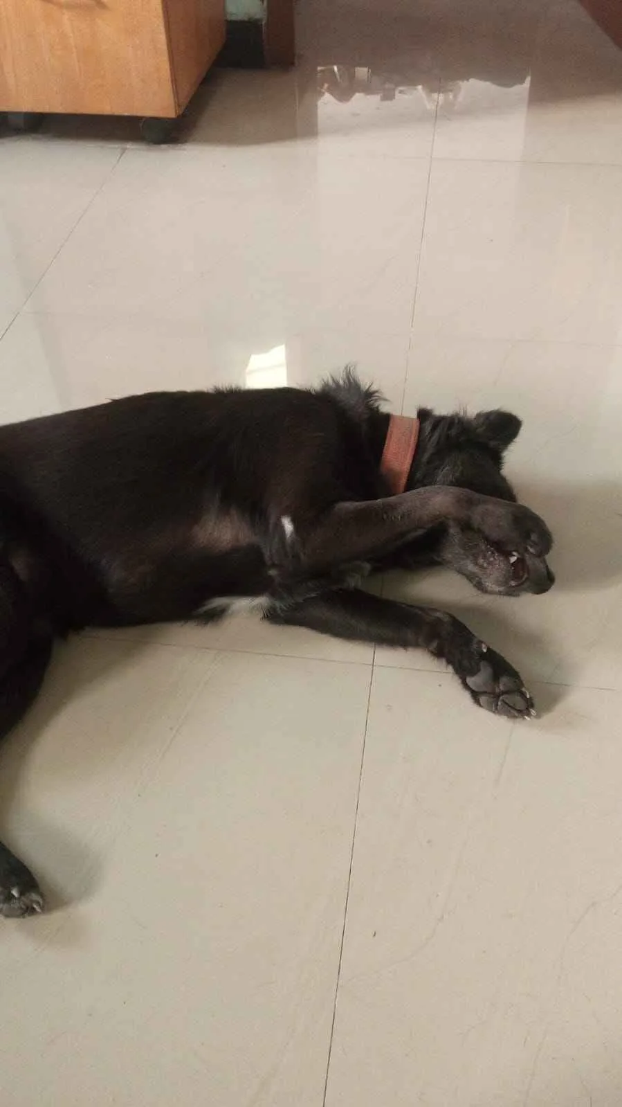 A black dog lies on its side on a light-colored tiled floor, one front paw covering its face as if sleeping or pretending to…