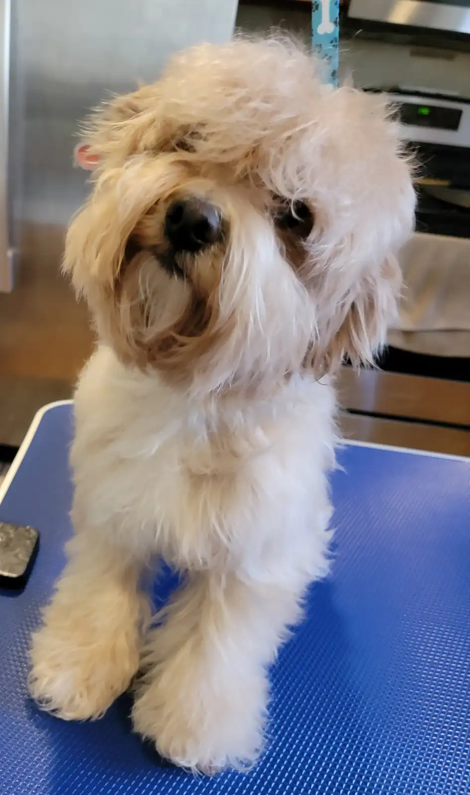 A small, fluffy, light-colored dog with long, messy fur sits upright on a blue grooming table, looking directly at the…