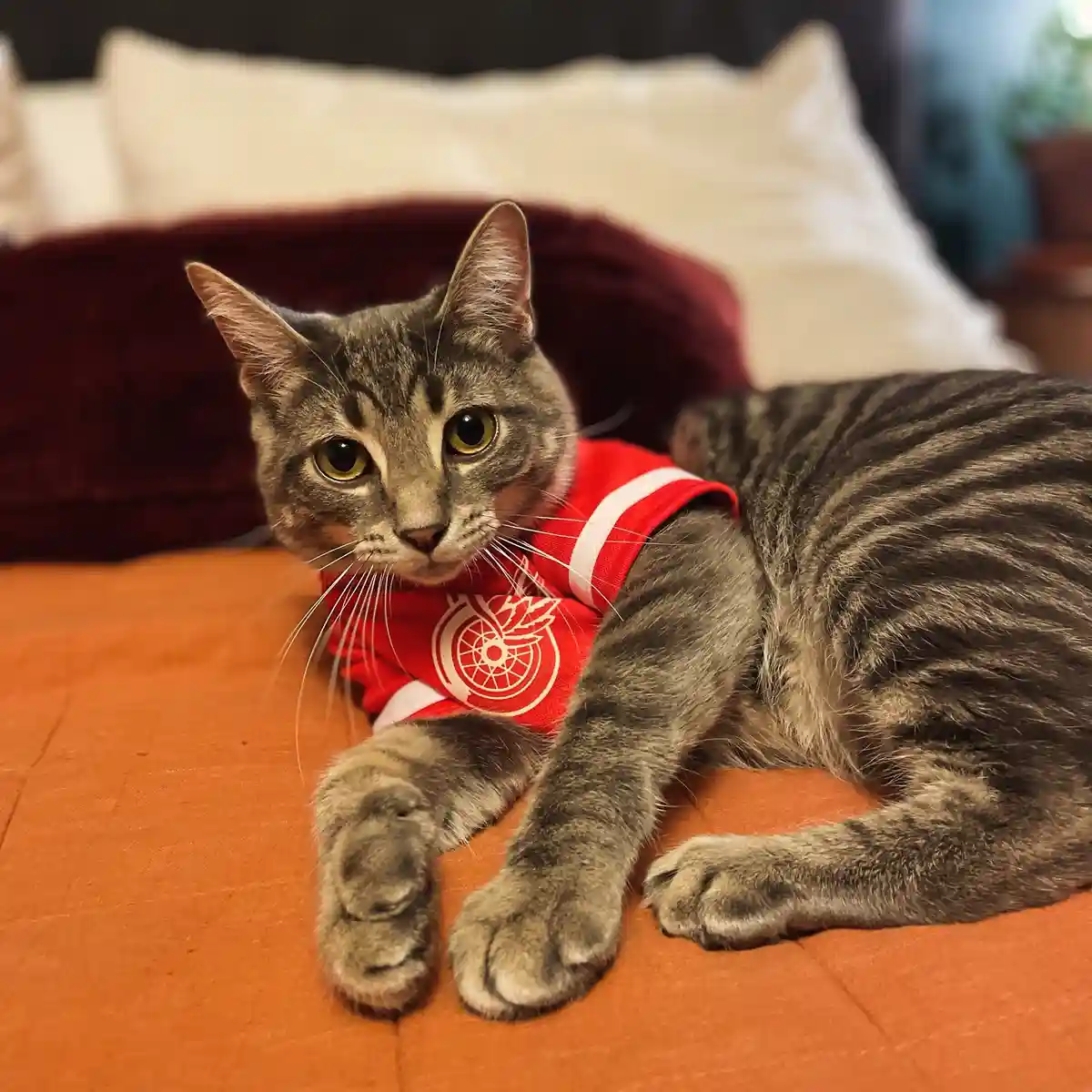 a gray tabby cat wearing a red Detroit Red Wings hockey jersey with white trim and logo lies on an orange bedspread, looking…