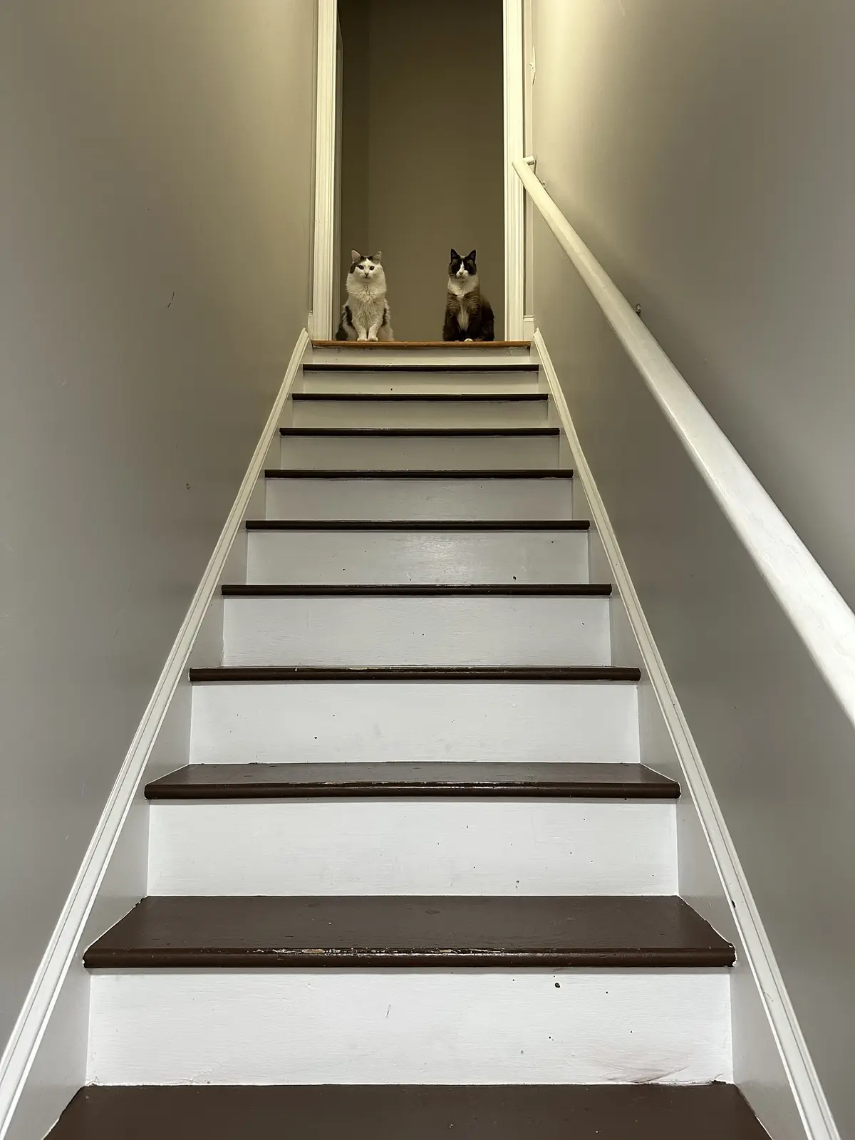 Two cats sit at the top of a white staircase with dark brown treads, looking down at the camera. The cat on the left is…