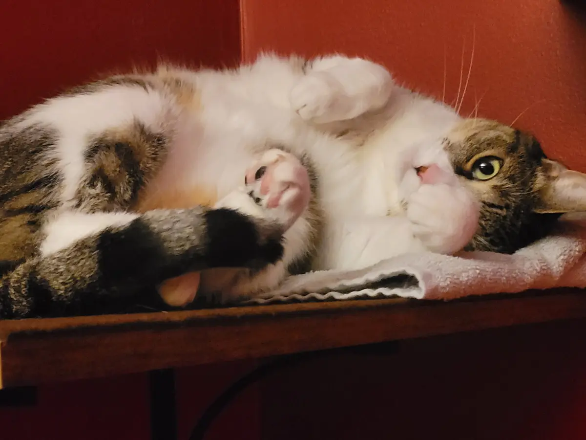 Crumpet's Hilarious Mishap: Gone Beans Up!