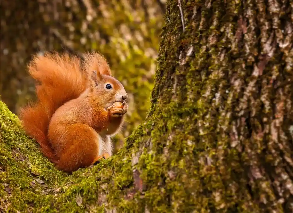 A red squirrel with a fluffy tail is perched on a moss-covered tree trunk, holding a nut in its paws and eating it. The…