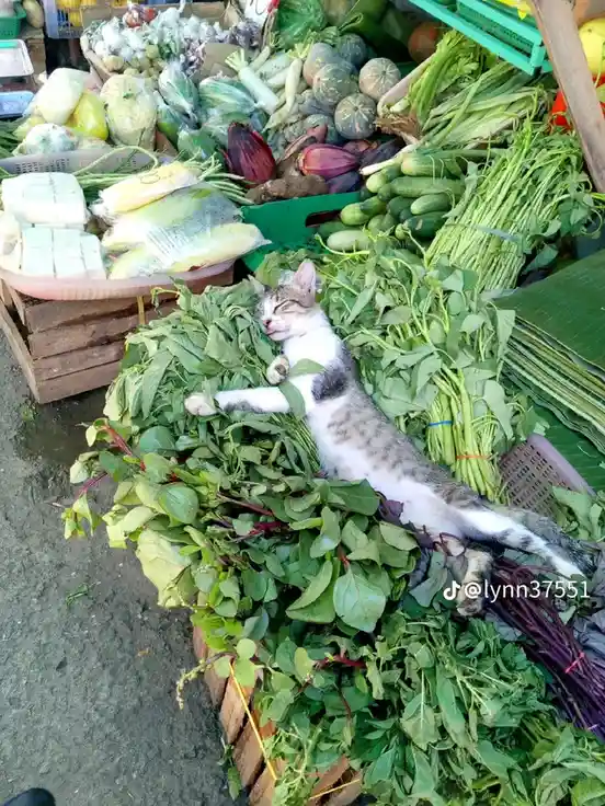 A gray and white tabby cat is lying stretched out and sleeping soundly atop a large pile of fresh green leafy vegetables at…