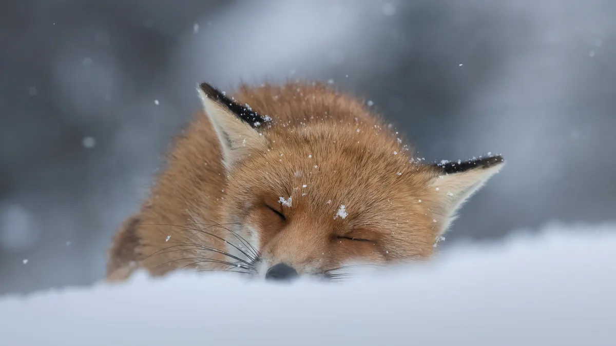 A red fox lies in a snow-covered field, not exactly camouflaged due to its fiery fur. Despite this, it's well-equipped to…