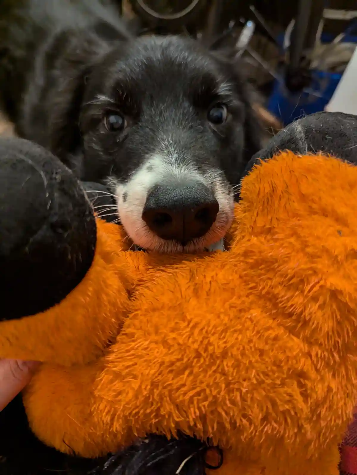 A close-up photo shows a black and white dog with large, expressive eyes looking directly at the camera, its face partially…