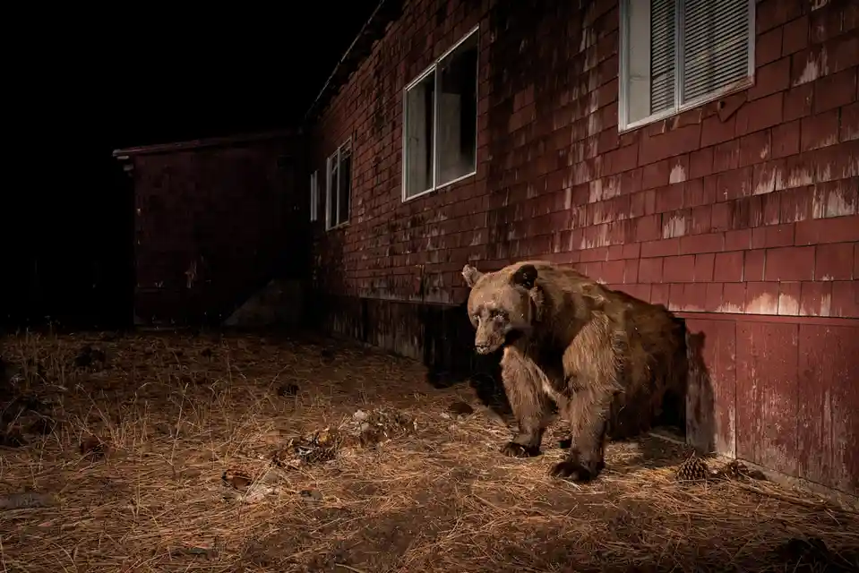 A large brown bear stands beside a red wooden house at night, looking directly at the camera with a seemingly human-like…