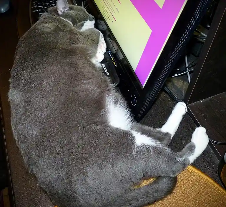 A gray and white cat is curled up asleep on a desk next to a computer monitor, its paws tucked in, mimicking a person in…