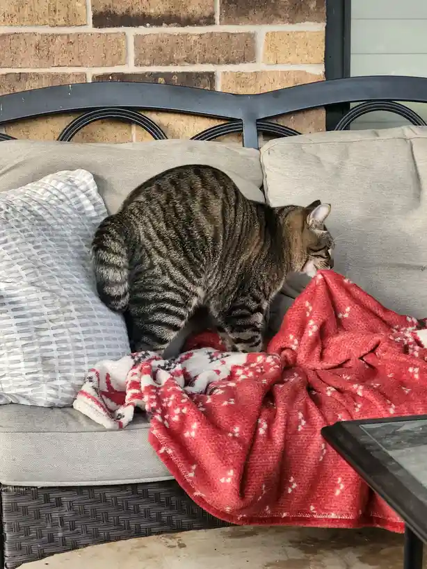 A tabby cat is seen from behind, standing on a gray outdoor couch next to a red patterned blanket. The cat is facing right…