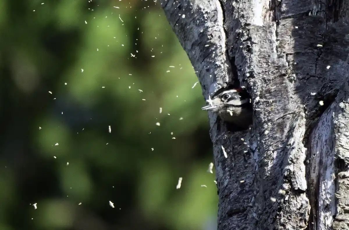 A woodpecker is partially visible inside a hole in a tree trunk, with wood shavings flying around it. The bird has black and…