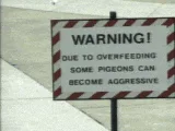 A sequence of images shows a man standing near a warning sign about aggressive pigeons, then crouching as pigeons swarm…