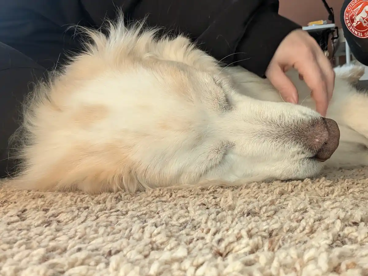A fluffy white dog is lying on its side on a beige carpet, eyes closed and appearing deeply asleep while a person's hand…