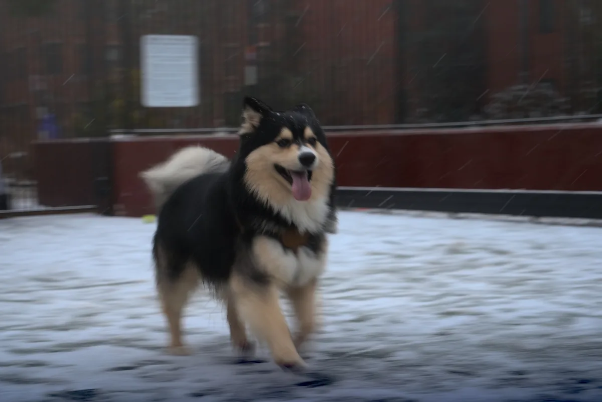 A fluffy black and tan dog with a white-tipped tail is happily trotting through a snowy, wet outdoor area, its tongue out…