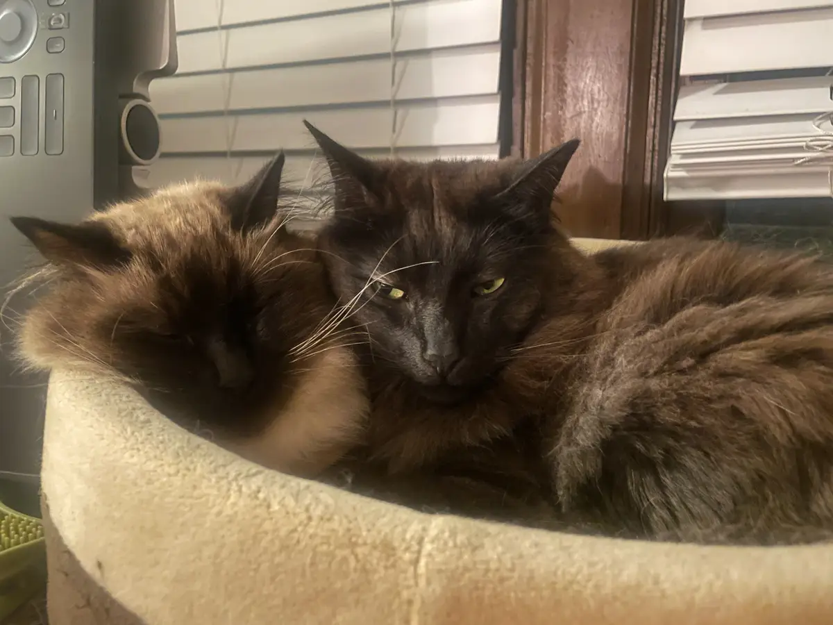 Two cats are curled up together in a beige pet bed; one is dark brown with green eyes and looks directly at the camera with…