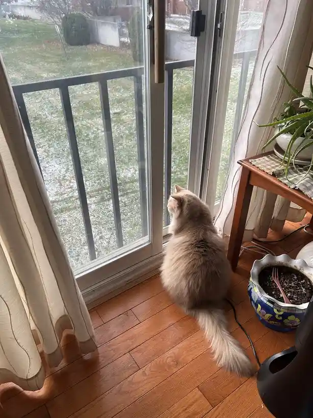 A fluffy, light-colored cat sits on a wooden floor indoors, staring intently out a glass door at a snowy yard. The scene…
