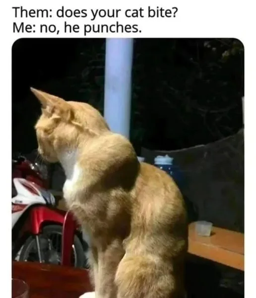 A light brown cat is seen from behind, sitting upright on a wooden surface at night, its back arched and posture tense, as…
