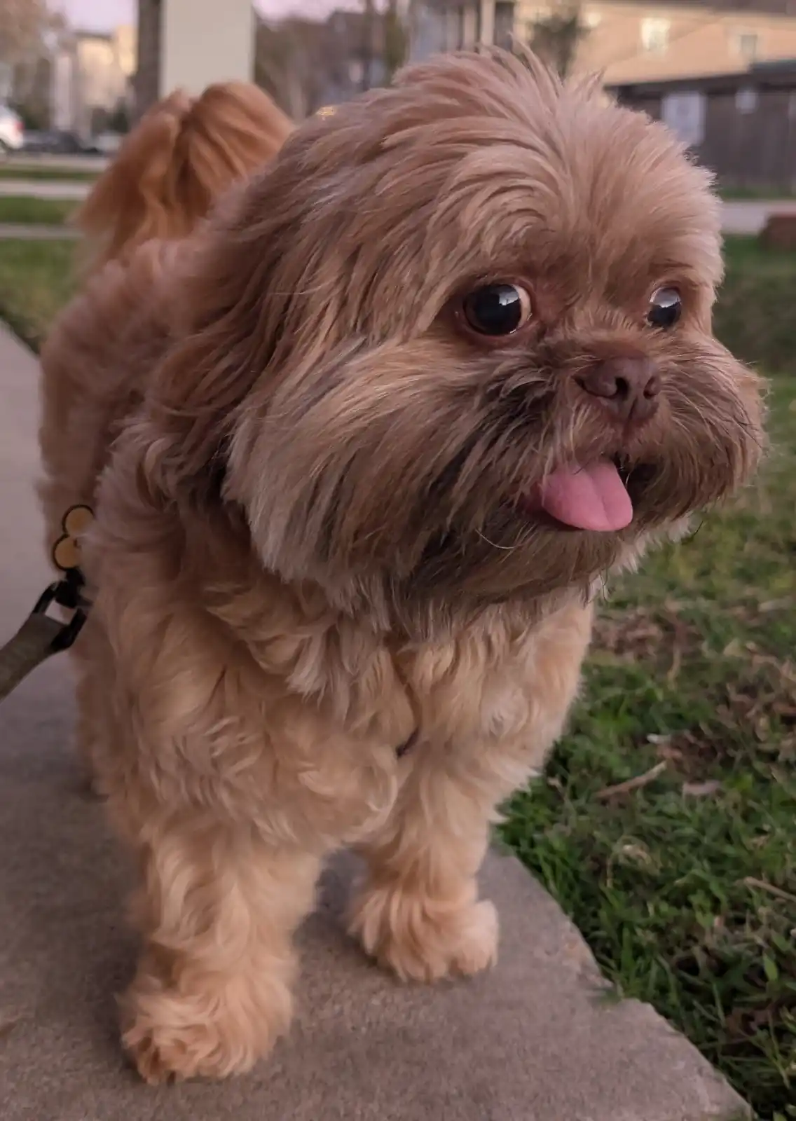A small, fluffy, light brown dog with long fur stands on a sidewalk, looking at the camera with its tongue out. The dog is…