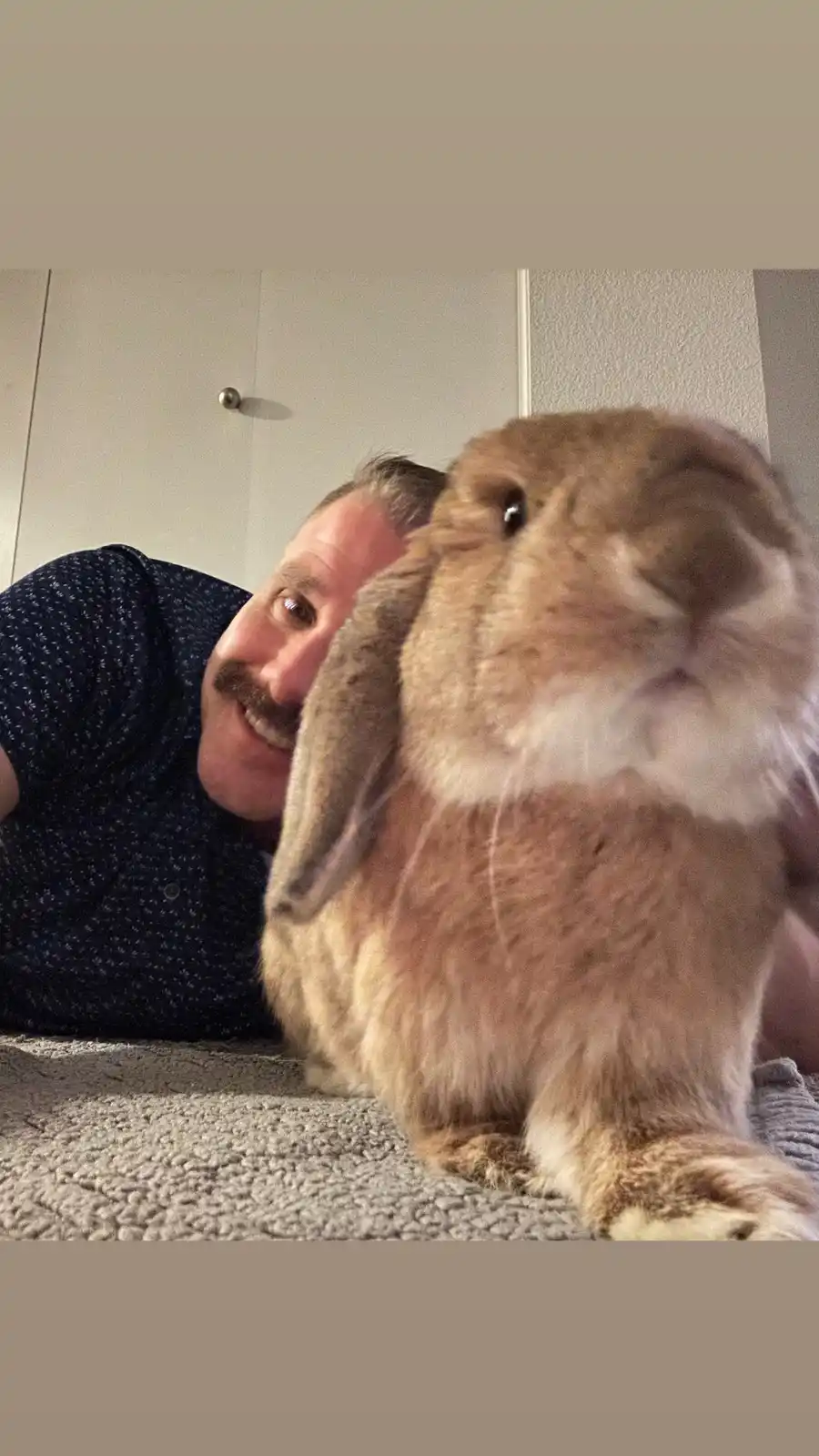 A man with a mustache smiles while lying next to a large brown lop-eared rabbit that is looking directly at the camera. The…