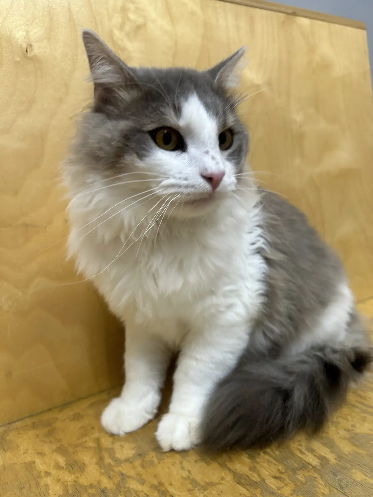 A fluffy gray and white cat sits on a wooden floor against a wooden wall, looking slightly to the side with a serious…