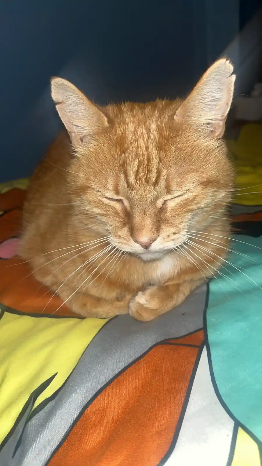 A ginger cat with closed eyes and a serene expression is curled up on a colorful, patterned blanket. The cat appears deeply…