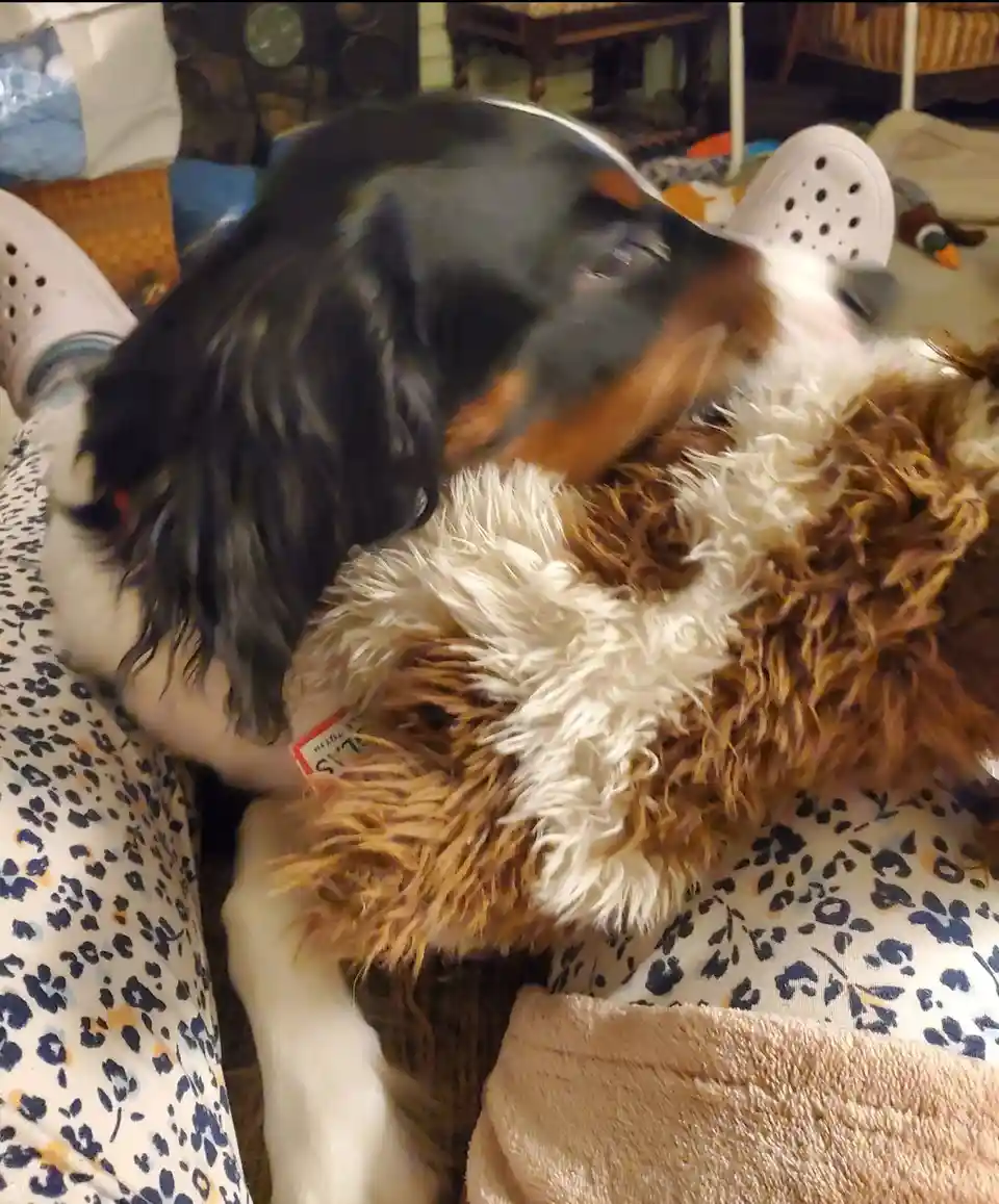 A black, white, and tan dog is captured mid-motion, appearing to be playfully or aggressively biting a fluffy brown and…