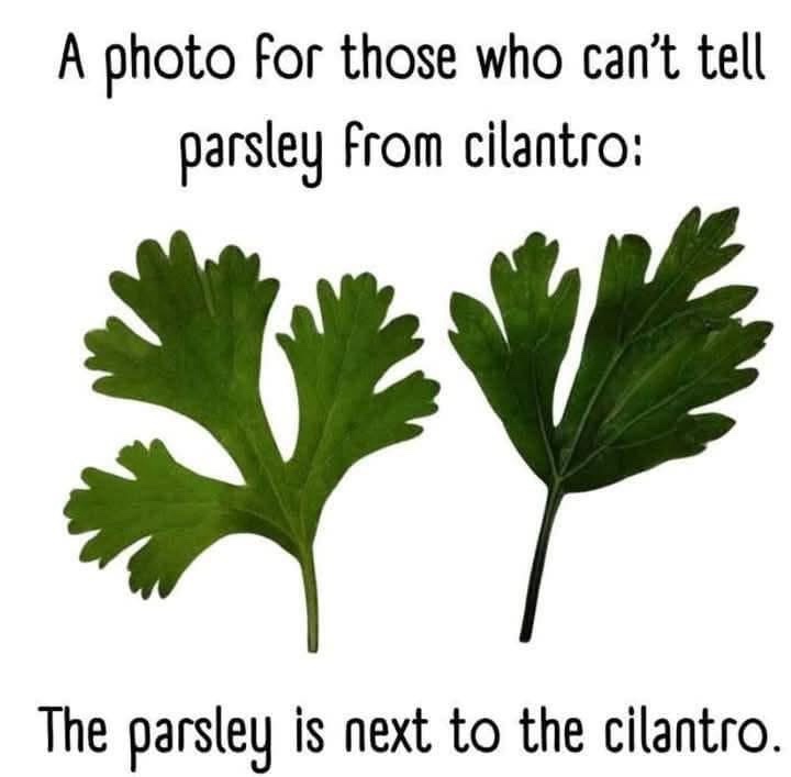 The image displays two green leafy herbs side by side against a white background. The herb on the left has a more finely…
