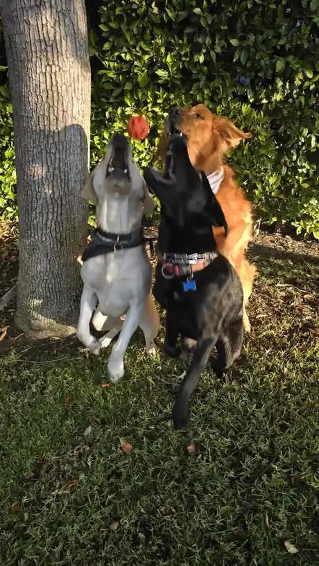 Three dogs — a light-colored one, a black one, and a golden one — are jumping up simultaneously in a grassy yard with a tree…