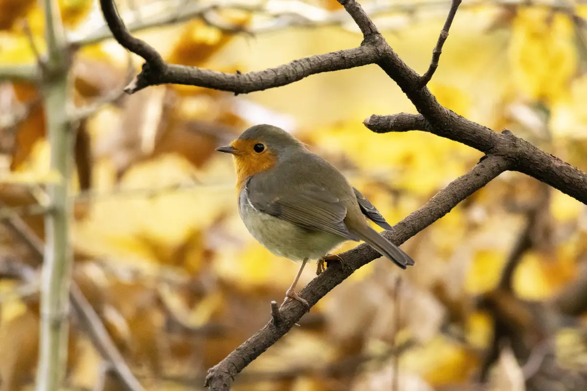 A small European robin with an orange breast and grey back perches on a bare tree branch against a blurred background of…