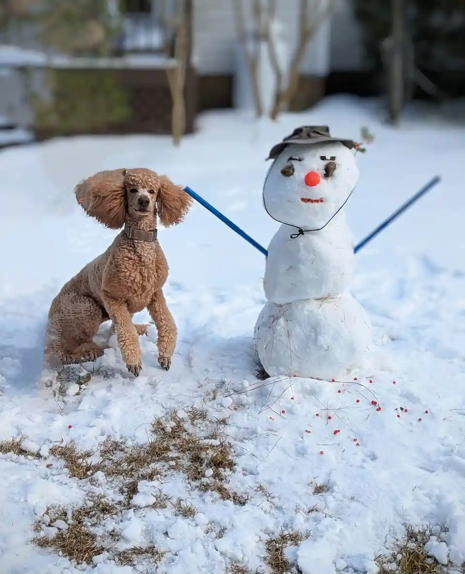A brown poodle sits in the snow next to a snowman that has been given a hat and twig arms. The snowman has a red nose and a…