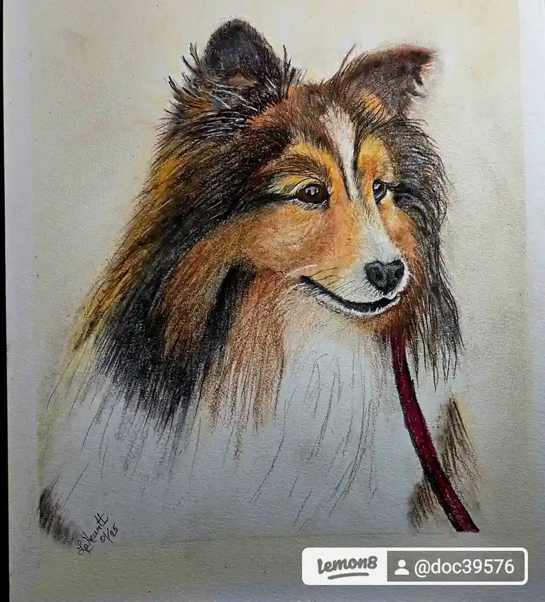 A detailed colored pencil drawing of a Shetland Sheepdog's head and shoulders, featuring fluffy brown, black, and white fur…