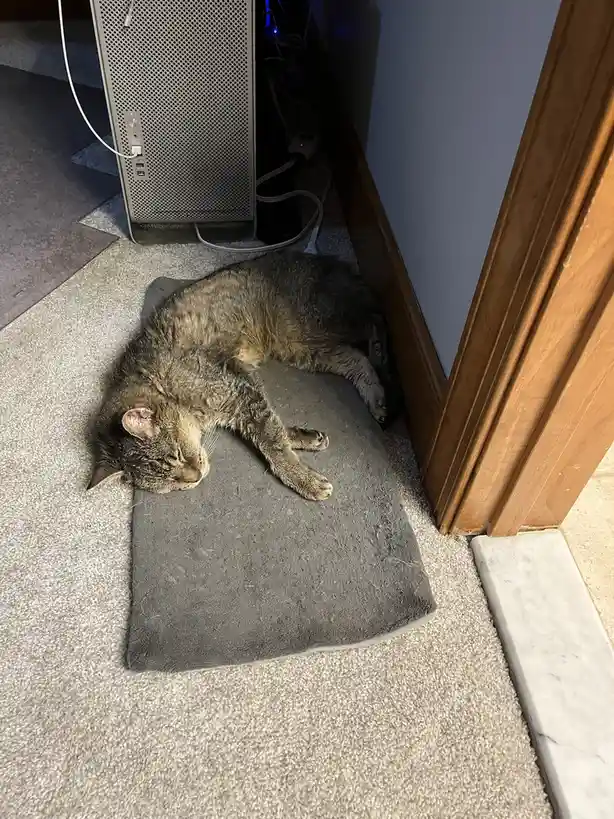 A tabby cat is sleeping soundly on a grey rug placed on a carpeted floor, next to a wooden door frame and a computer tower…