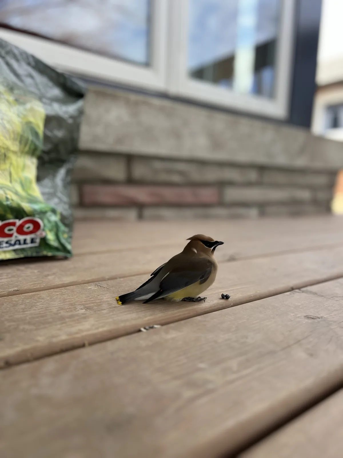 A small brown and yellow bird with a black beak and a tuft of feathers on its head stands on a wooden deck next to a bag of…