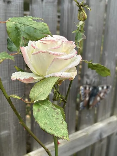 A close-up photo shows a pale pink and white rose with dewdrops on its petals and leaves, set against a wooden fence. A…