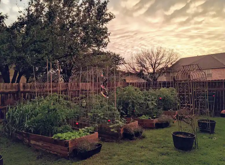 A backyard garden with wooden raised beds filled with lush green plants and tomato vines climbing wire trellises, set…