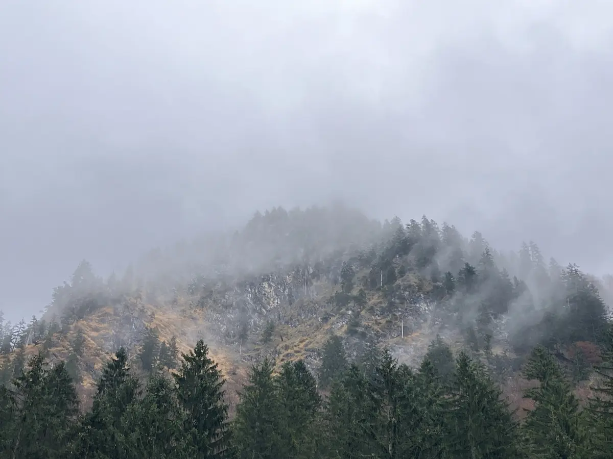 A misty mountain landscape with evergreen trees in the foreground and fog obscuring the upper slopes. The overlaid text…