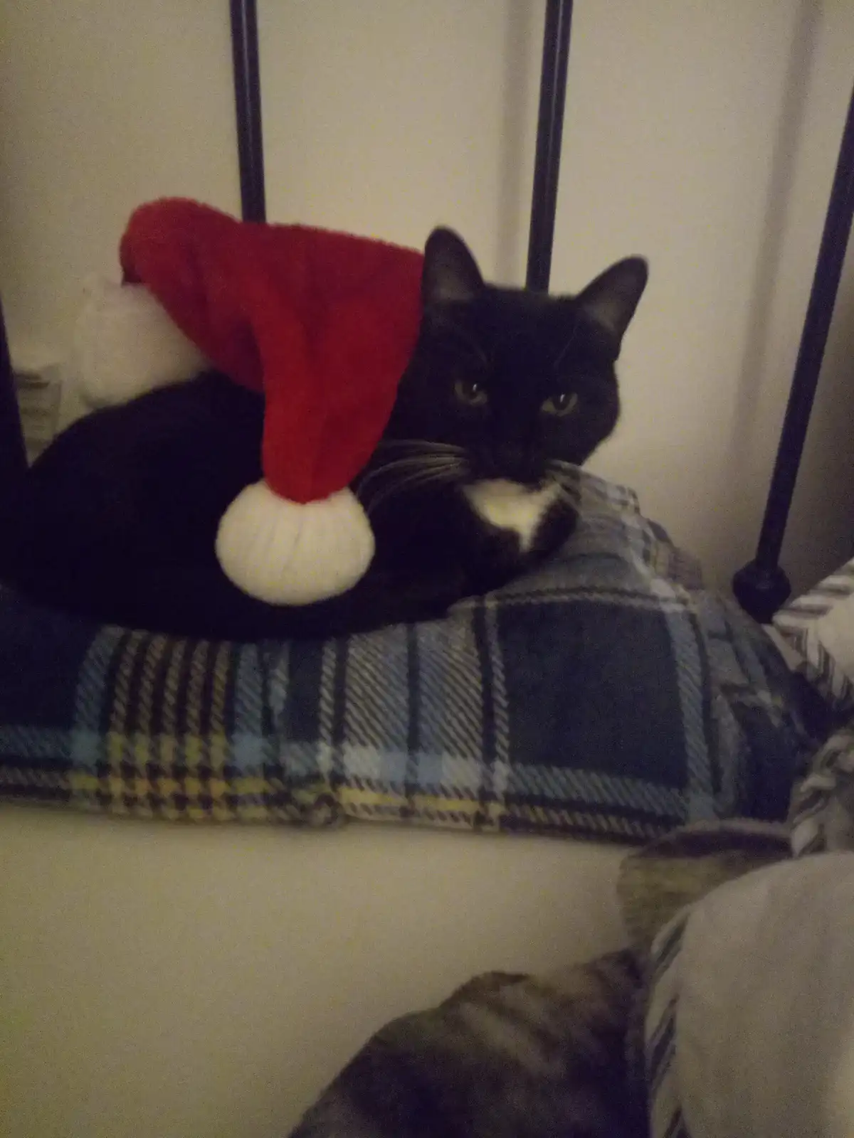 A black cat with a white chest patch is lying on a plaid blanket on a bed with a black metal headboard, wearing a red and…