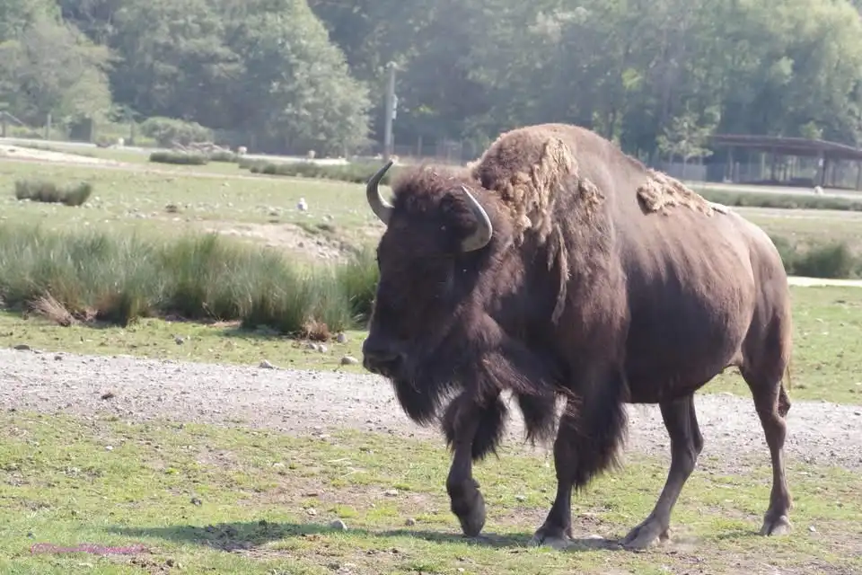A large brown bison with shaggy fur and curved horns is walking away from the camera across a grassy field with gravel…