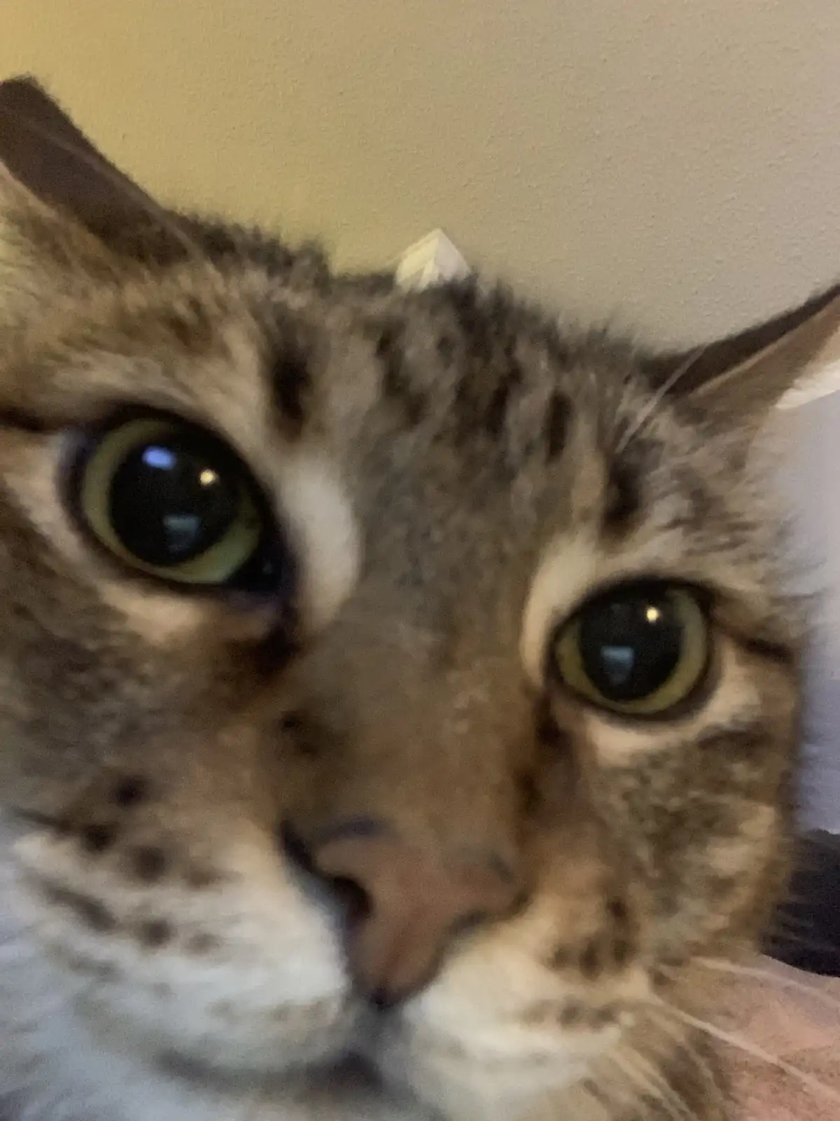 A close-up photo of a tabby cat with wide, dilated green eyes staring directly at the camera, its face filling the frame…