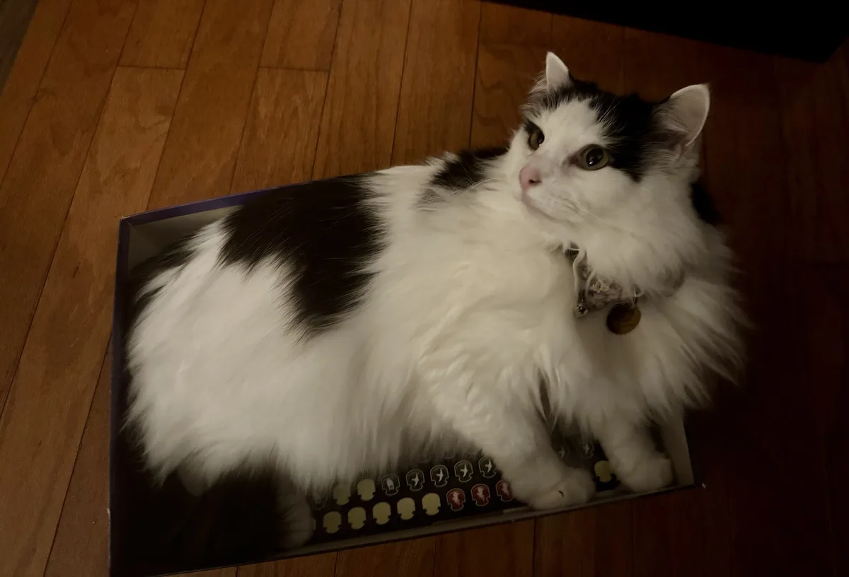 A fluffy black-and-white cat is lounging inside a shoebox on a wooden floor, looking up with a slightly smug or unimpressed…