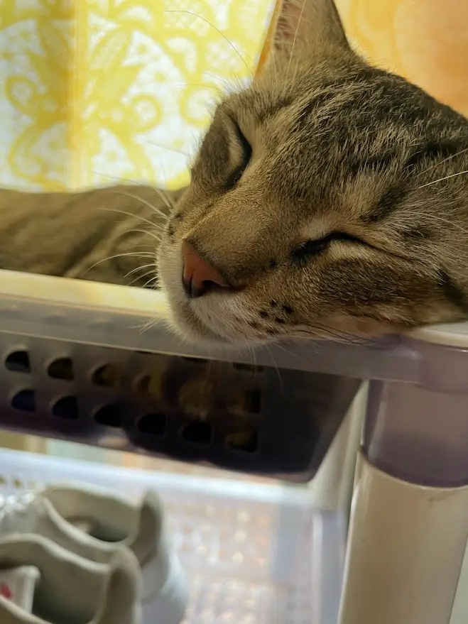 A close-up of a tabby cat with its eyes closed, peacefully sleeping with its head resting on the edge of a plastic storage…
