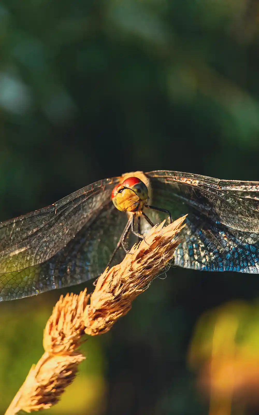 A close-up photograph of a dragonfly perched on a dry, golden-brown plant stem against a blurred green background. The…