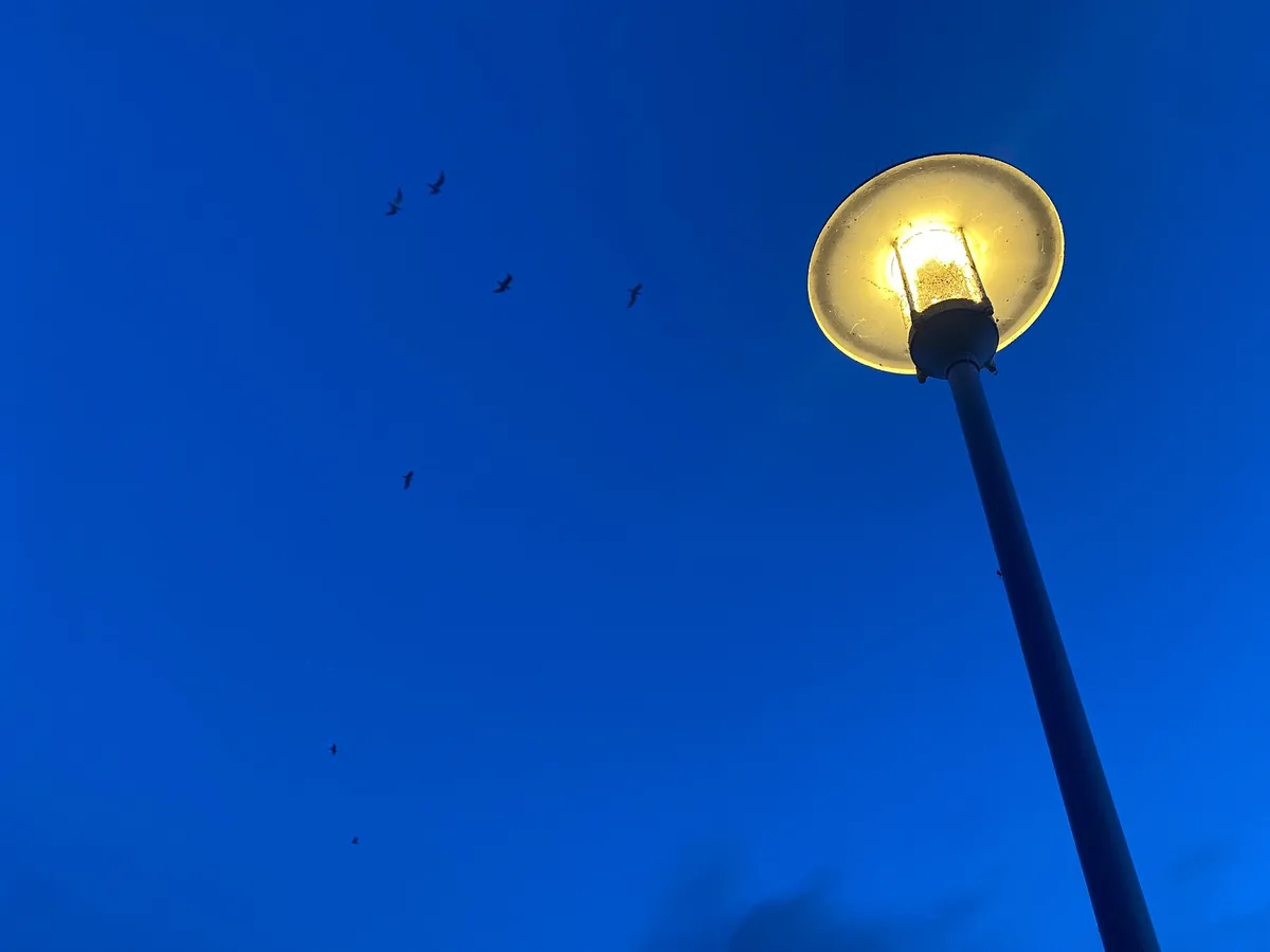 A low-angle shot shows a lit streetlamp against a deep blue twilight sky, with several birds flying away from the light…