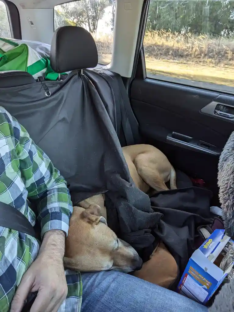 A tan dog is sleeping soundly on a person's lap in the backseat of a moving car, with a black pet seat cover draped over the…