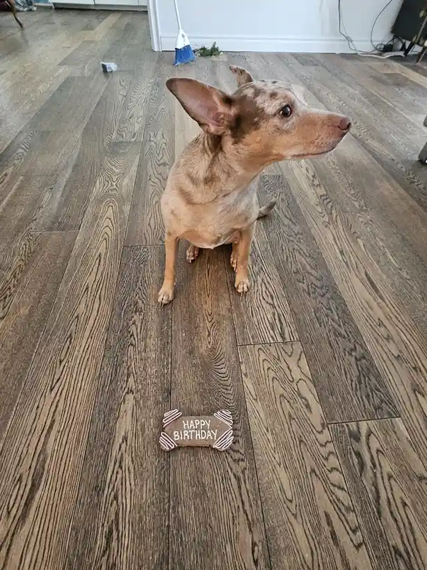 A small, light brown dog with large ears sits on a wood-laminate floor, looking off to the side with a calm expression. In…