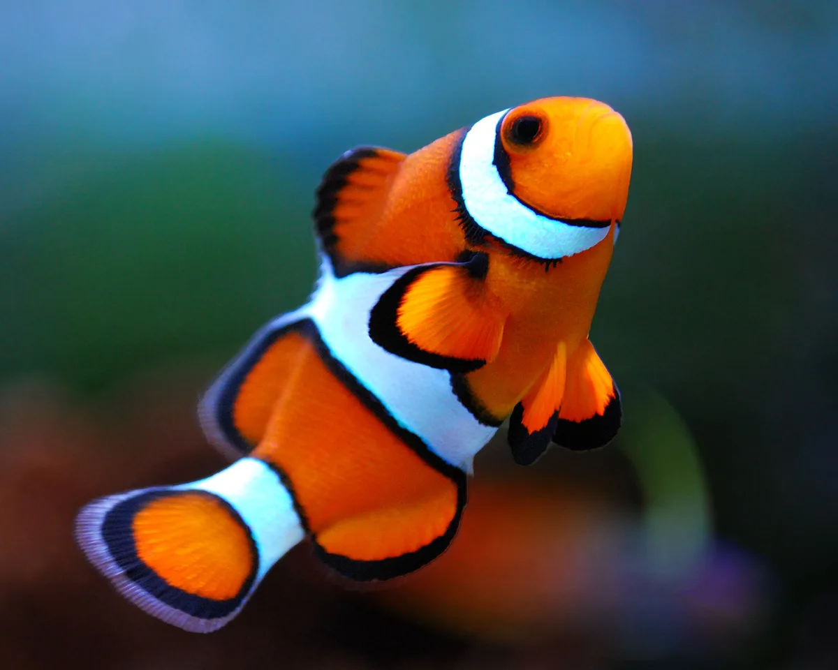 A close-up photograph of a vibrant orange clownfish with white stripes and black outlines, swimming against a blurred…