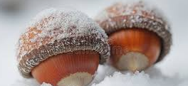 Two acorns covered in snow are shown side by side, their caps dusted with white flakes and nestled in a snowy landscape. The…