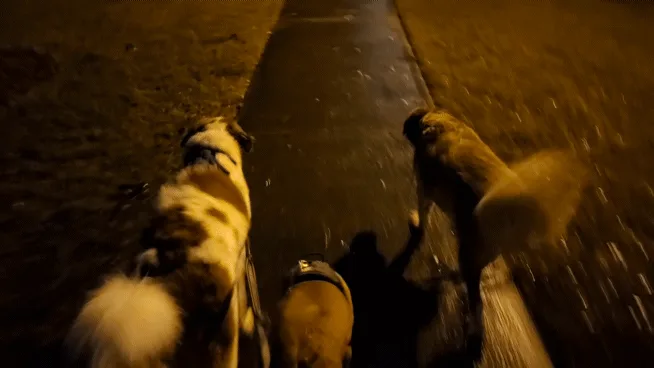A six-panel image sequence shows a first-person view of three dogs walking on leashes at night. The camera follows behind…