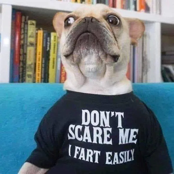 A light-fawn French bulldog sits on a blue couch wearing a black t-shirt with white text that reads 'DON'T SCARE ME I FART…