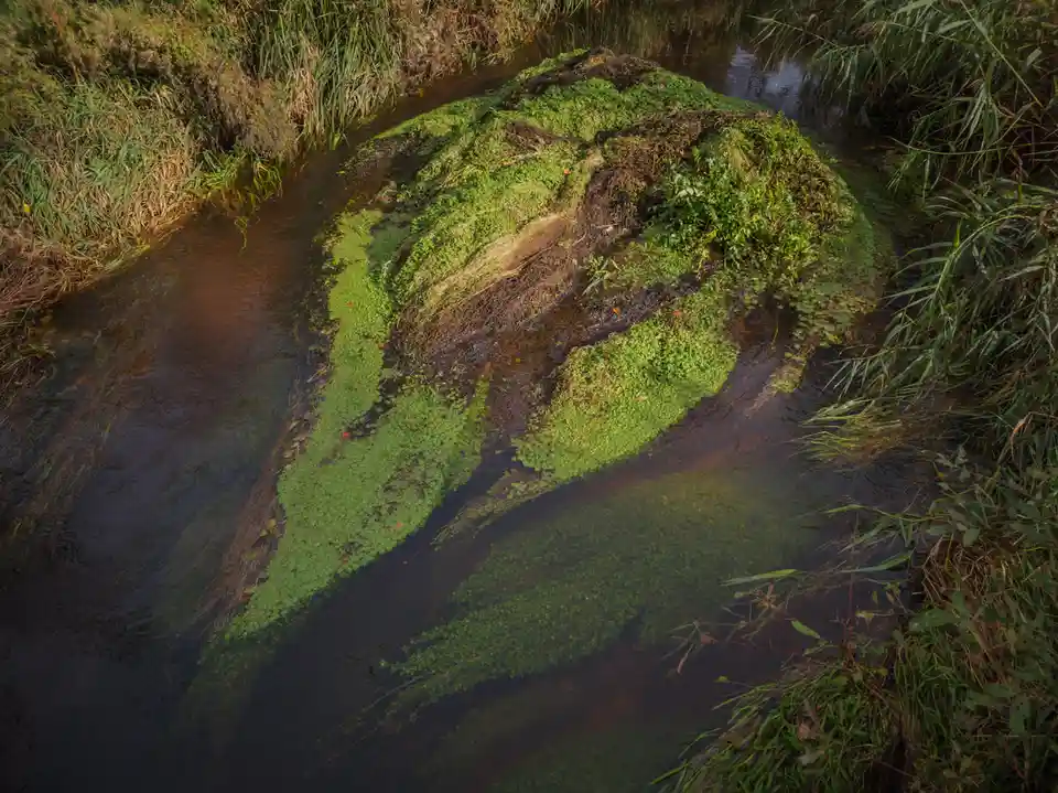 A natural rock formation in a stream, covered in green moss and algae, has a shape that resembles a human face with…