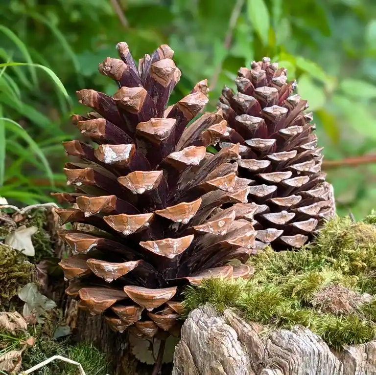 Two large, dark brown pine cones with weathered, overlapping scales sit on a mossy, textured tree stump surrounded by green…